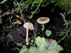 Lactarius occidentalis