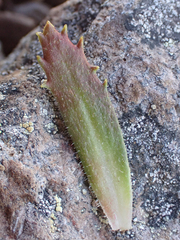 Micranthes ferruginea