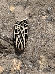 Apantesis parthenice