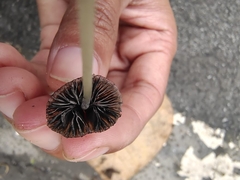 Conocybe
