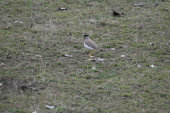 Vanellus malabaricus