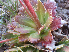 Micranthes ferruginea