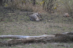 Canis aureus indicus