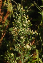 Erigeron sumatrensis