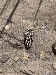 Apantesis parthenice