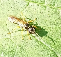 Mellinus arvensis