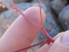 Micranthes ferruginea