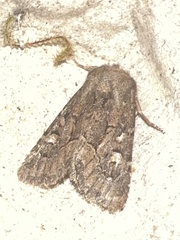 Luperina testacea