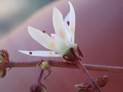 Micranthes ferruginea
