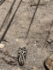 Apantesis parthenice