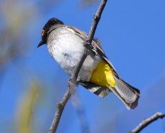 Pycnonotus nigricans