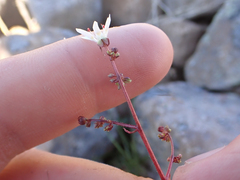 Micranthes ferruginea