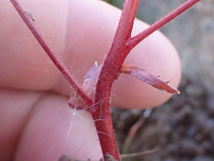 Micranthes ferruginea