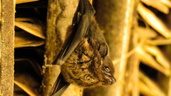 Emballonuridae