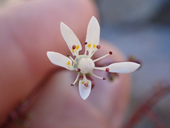 Micranthes ferruginea