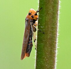 Bothrogonia ferruginea