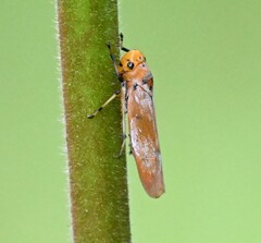 Bothrogonia ferruginea