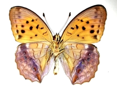 Argynnis sagana