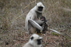 Semnopithecus entellus