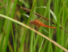 Crocothemis servilia