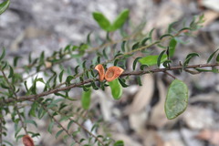 Acacia hispidula