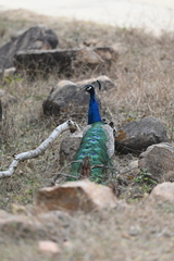 Pavo cristatus