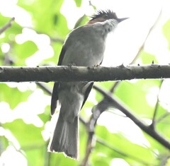 Hemixos castanonotus