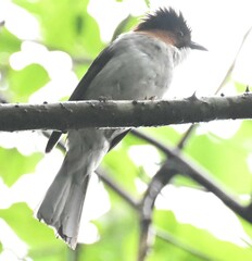 Hemixos castanonotus