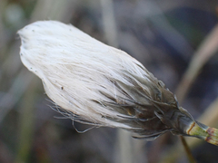 Eriophorum