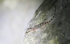 Gehyra fehlmanni