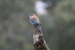 Coracias benghalensis