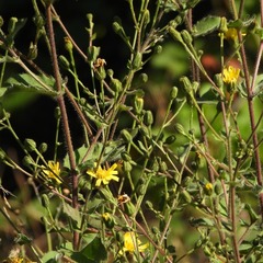 Hieracium sabaudum