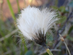 Eriophorum