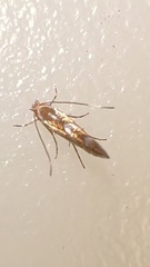 Phyllonorycter