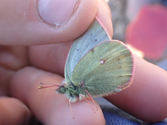 Colias nastes