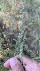 Artemisia campestris