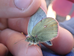 Colias nastes