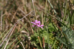 Pelargonium capitatum