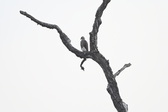 Haliaeetus ichthyaetus