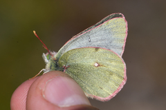 Colias nastes