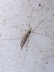 Tipulinae