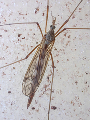 Tipulinae