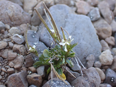 Cardamine bellidifolia