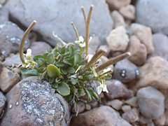 Cardamine bellidifolia