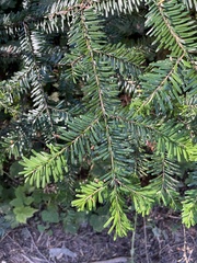 Abies amabilis