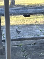 Colluricincla harmonica