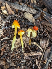 Hygrocybe conica