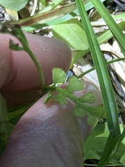 Botrychium minganense image
