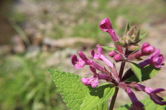 Stachys chamissonis