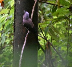 Dendrocitta formosae